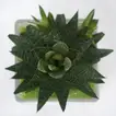 Elegant Gasteria Flow Plant in a Decorative Square Glass Jar