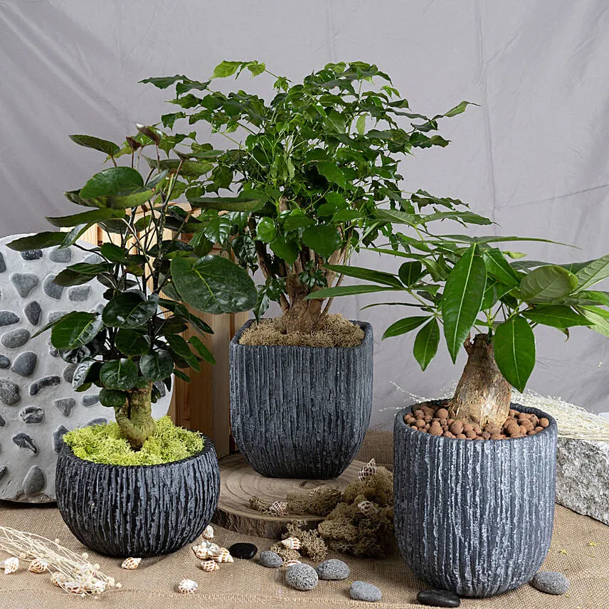 Set of 3 Attractive Bonsai Plants