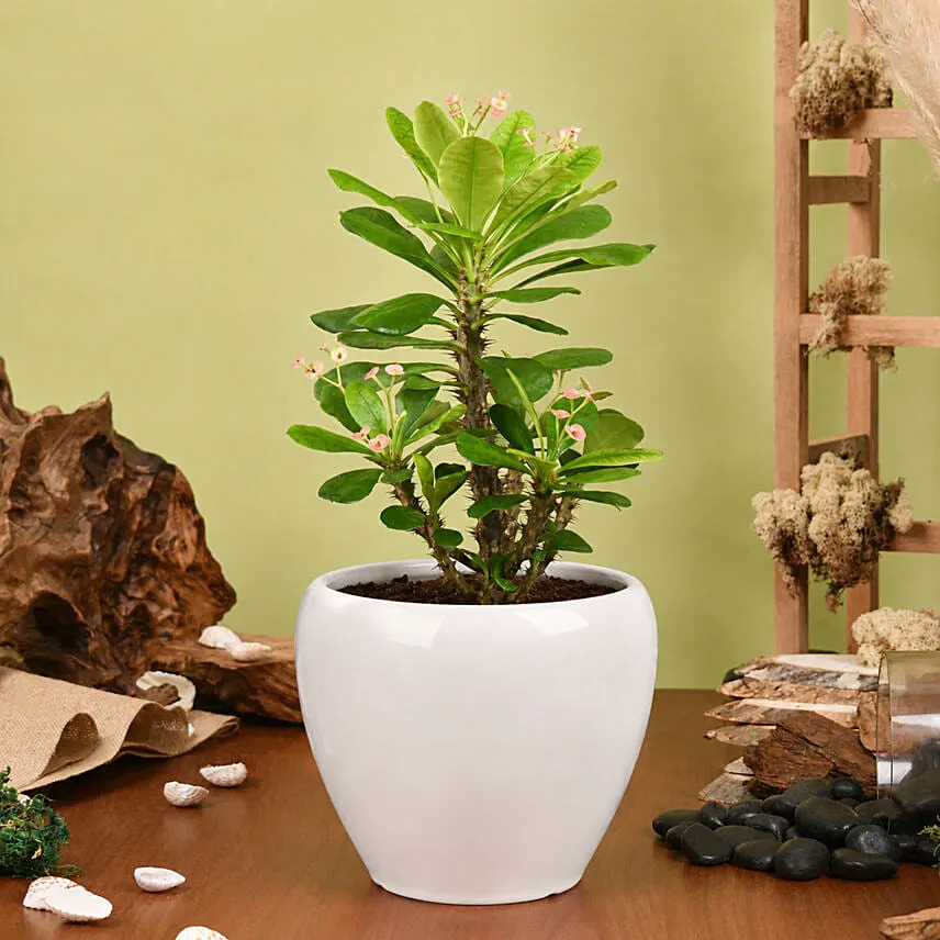 Crown of Thorns Plant Small
