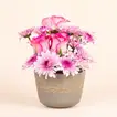 A Bloomed Beginning: Elegant Pink Floral Arrangement - Small