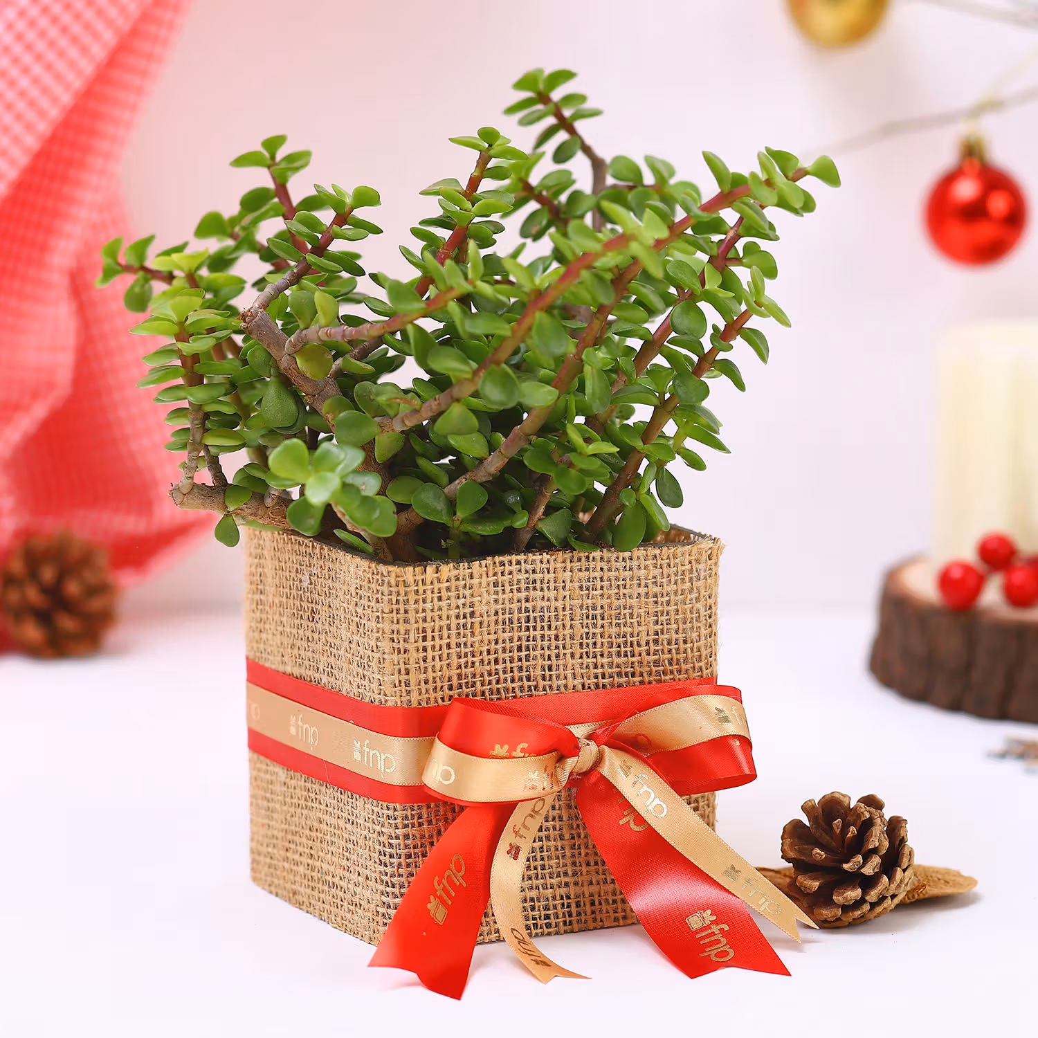 Jade Plant Christmas Vase