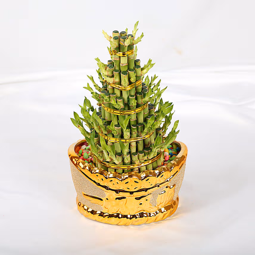 Prosperity Lucky Bamboo