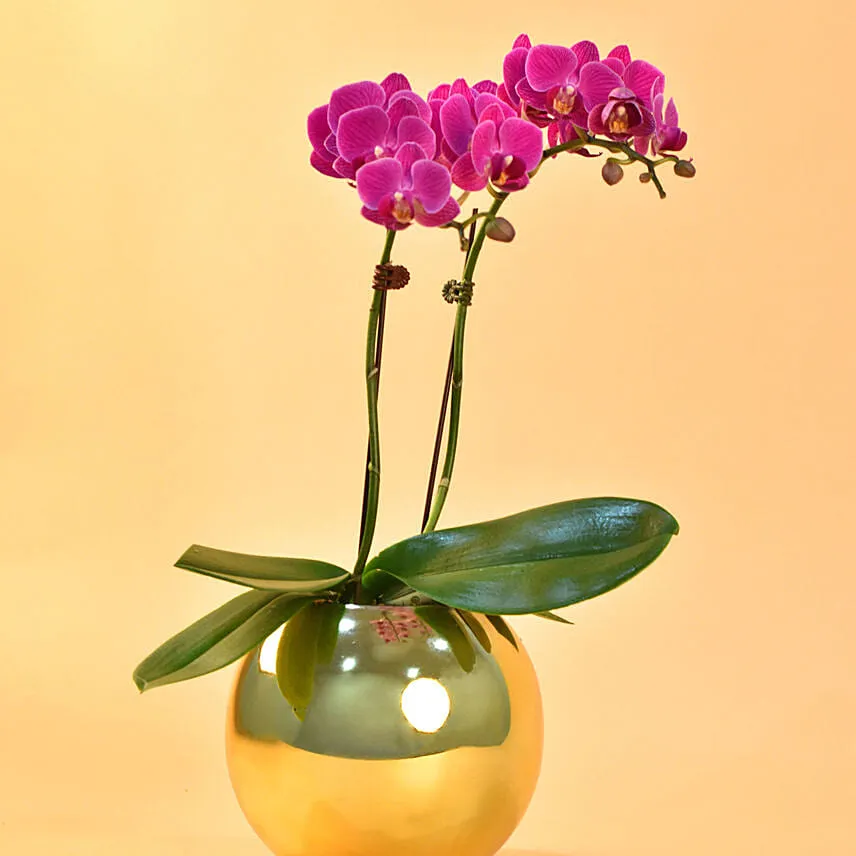 Purple Orchids Plant Fish Bowl Vase