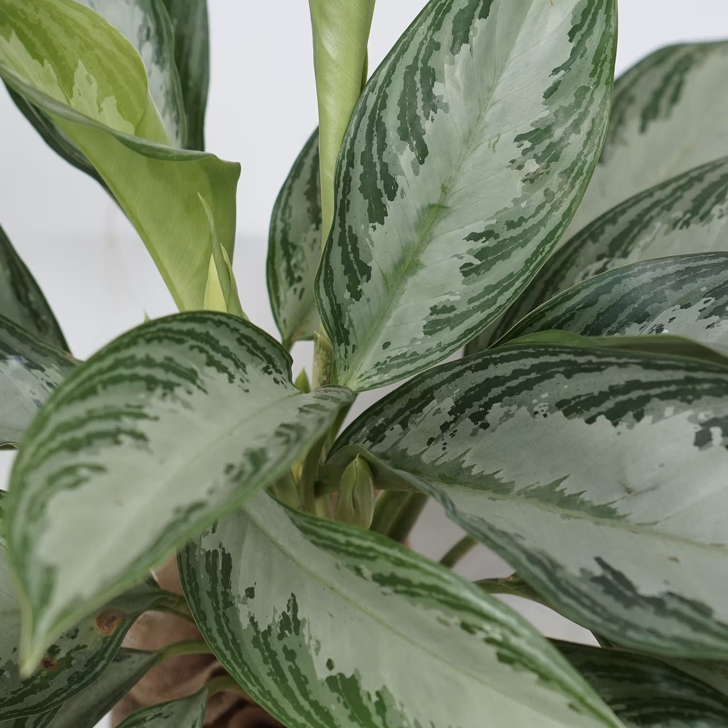 Aglaonema Silver Bay in Eco-Friendly Jute Pot - Perfect Indoor Greenery