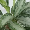 Aglaonema Silver Bay in Eco-Friendly Jute Pot - Perfect Indoor Greenery