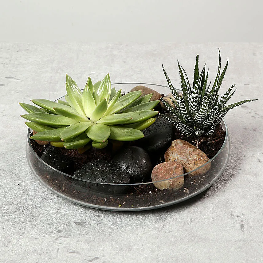 Green Echeveria and Haworthia with Natural Stones