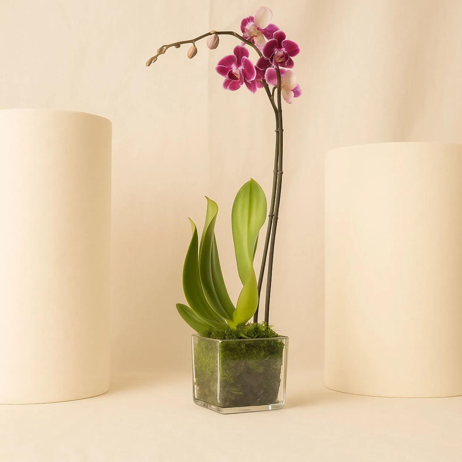 Spotted Orchid Single Stem Vase