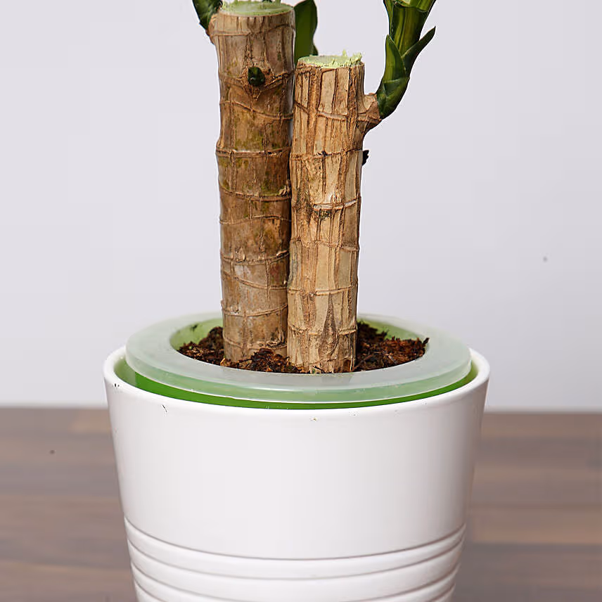 Massangeana Plant In Ceramic Pot