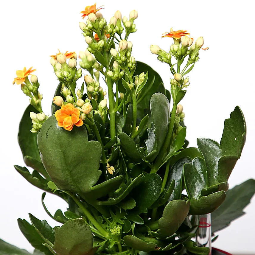 Orange Kalanchoe Plant In Red Pot