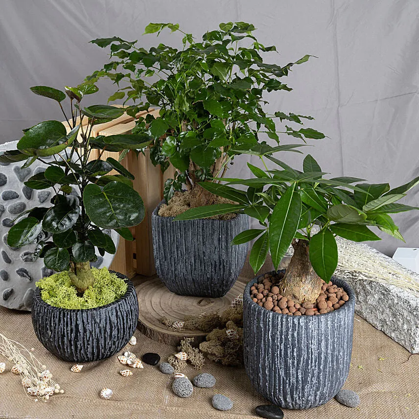 Set of 3 Attractive Bonsai Plants