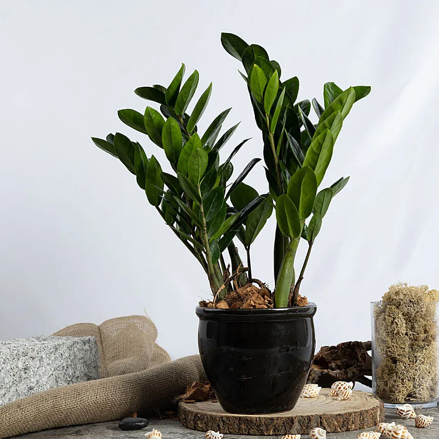 Air Purifying ZZ Plant