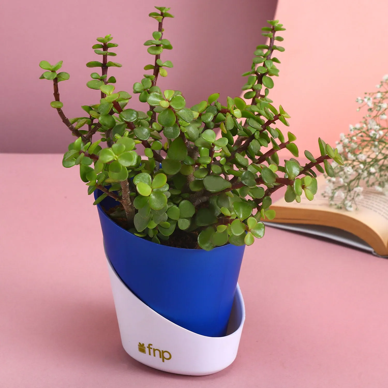 Elegant Natural Jade Plant in Self-Watering Conical Planter