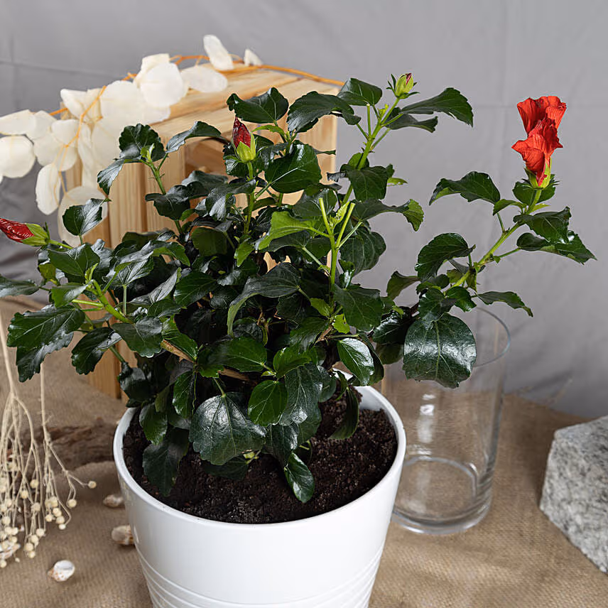 Hibiscus Flowering Plant