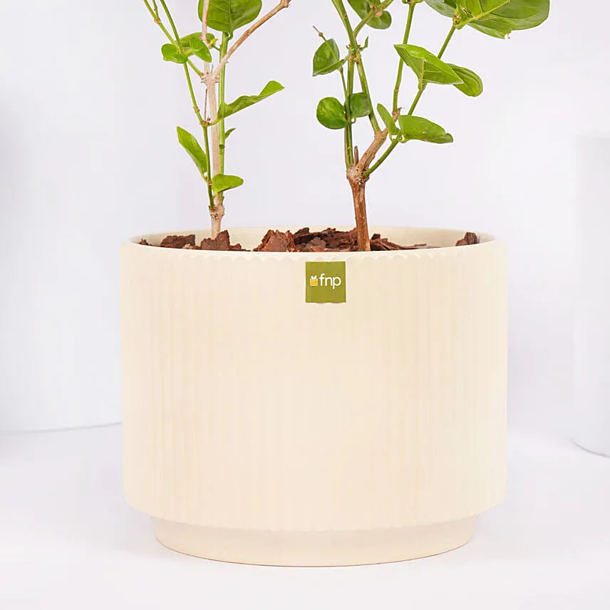 Jasmine Flowering Plant