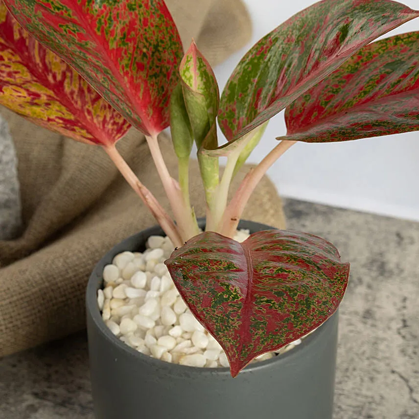 Red Aglaonema Plant in a Pot