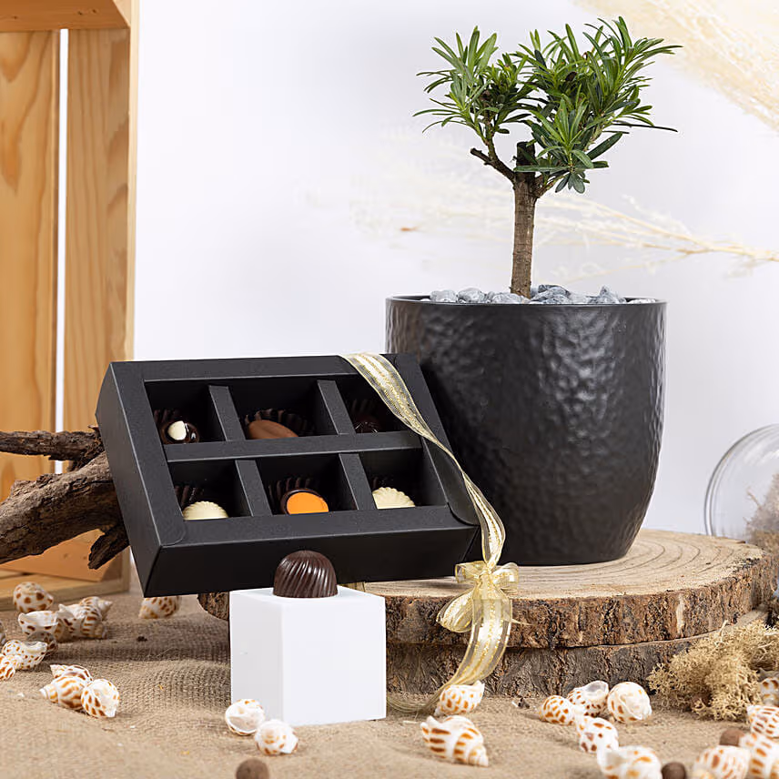 Pine Bonsai with Chocolates