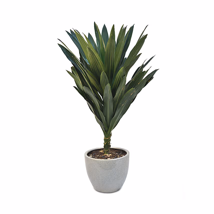 Dracaena Plant In Round Pot