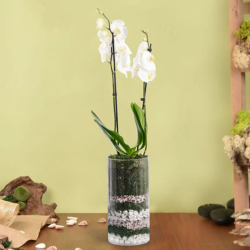 White Beauty Orchid
