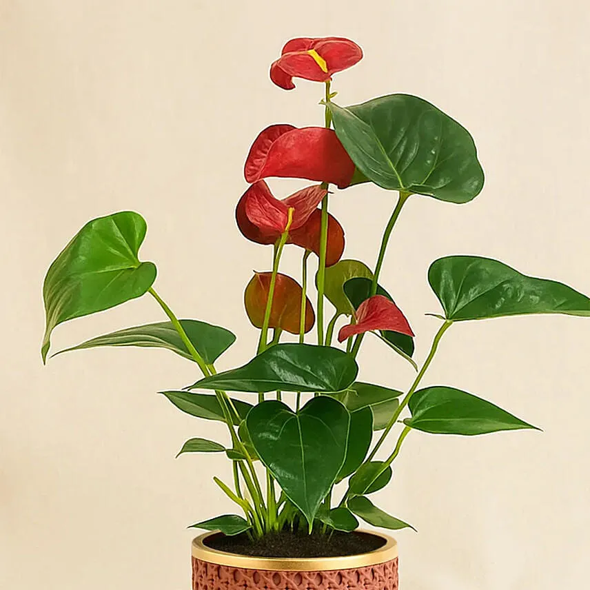 Red Anthurium In Ceramic Pot