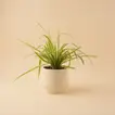 Chlorophytum or Spider Plant