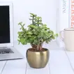 Elegant Jade Plant in Luxurious Gold Tone Metal Pot - Perfect for Home or Office Decor