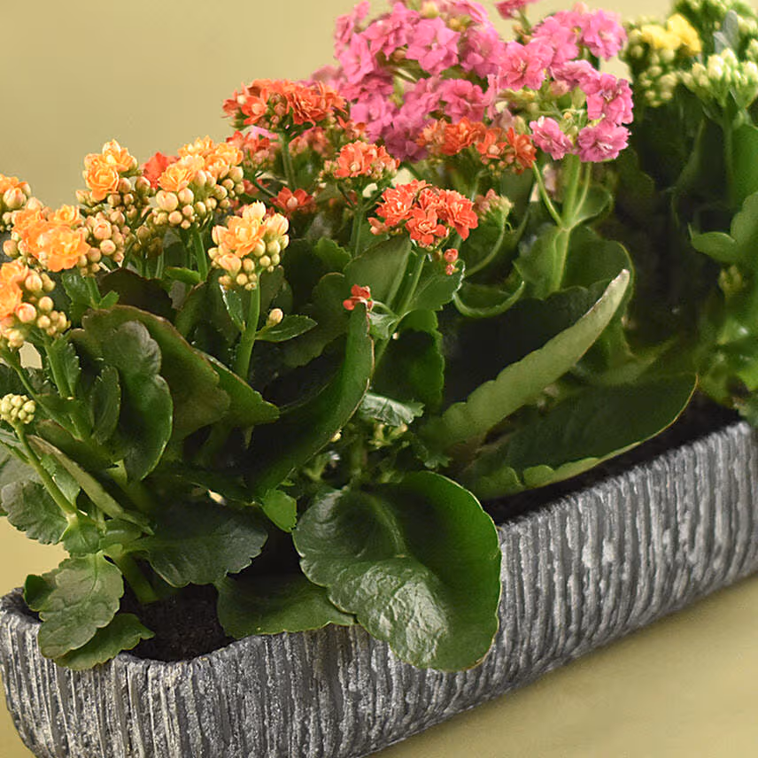 Colourful Kalanchoe Plant In Grey Vase