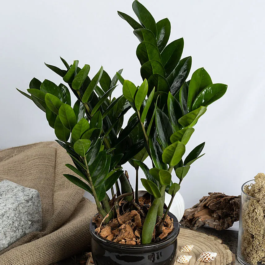 Air Purifying ZZ Plant