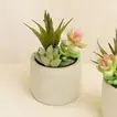 Artificial Green Succulent Set