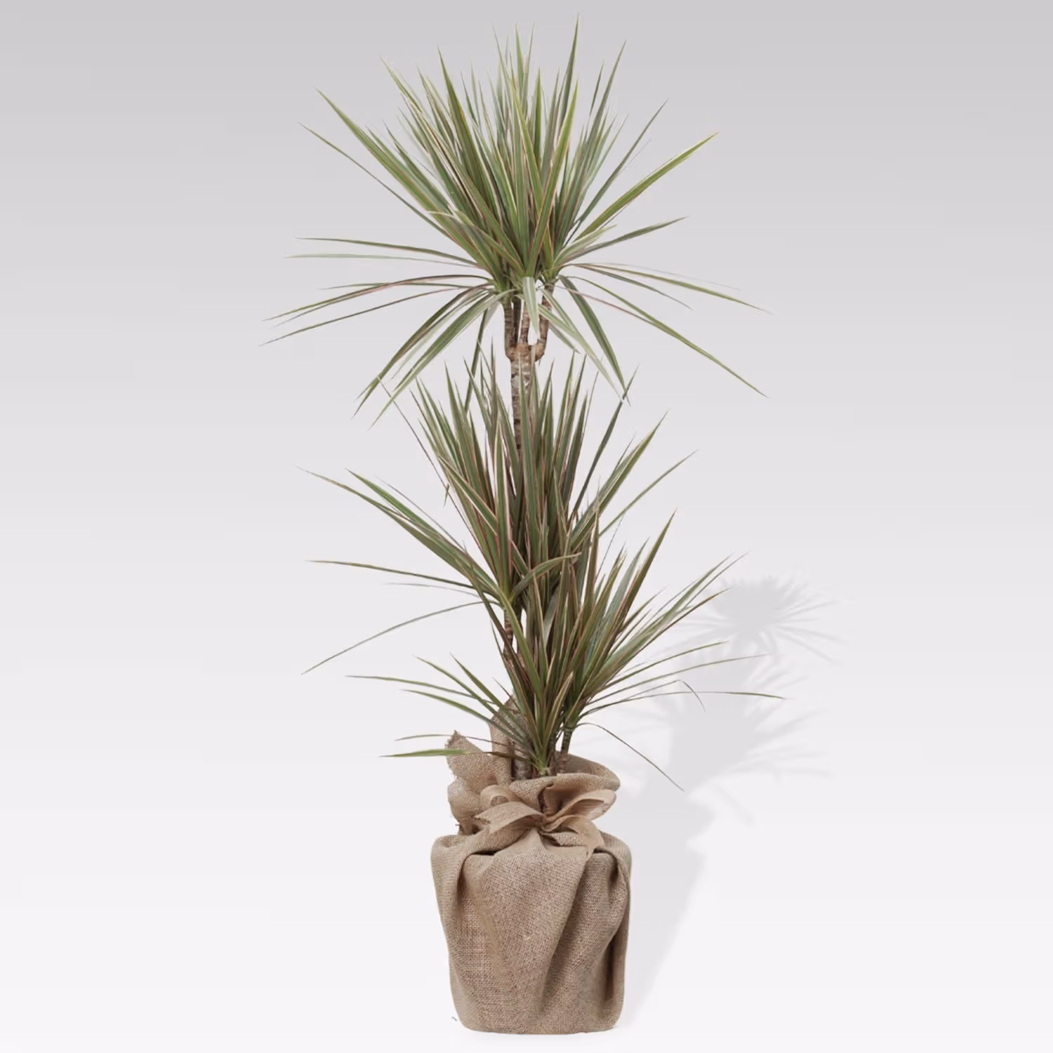 Bicolor Dracaena Marginata Plant in Eco-Friendly Jute Pot