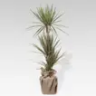 Bicolor Dracaena Marginata Plant in Eco-Friendly Jute Pot
