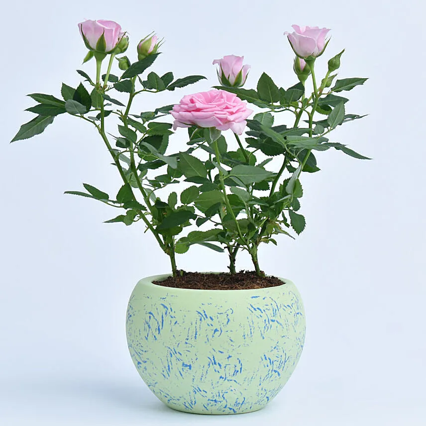 Pink Rose Plant