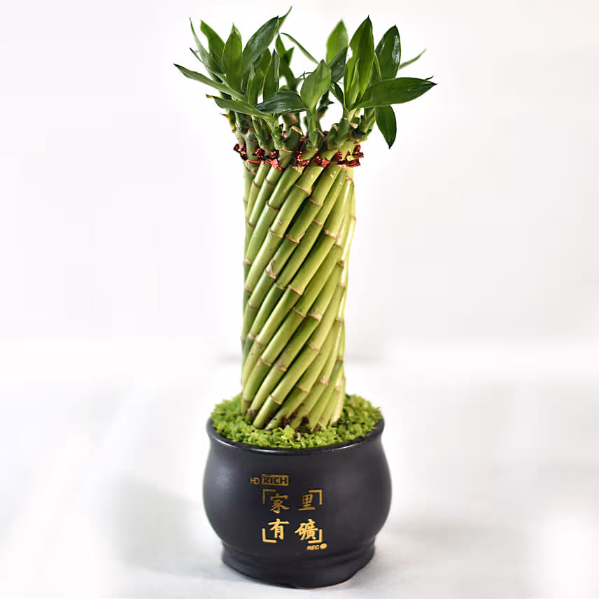 Bamboo Plant In Cute Black Pot
