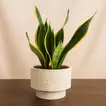 Snake Plant In Gray Ceramic Pot