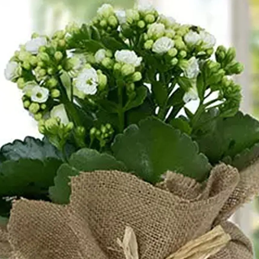 Jute Wrapped White Kalanchoe Plant