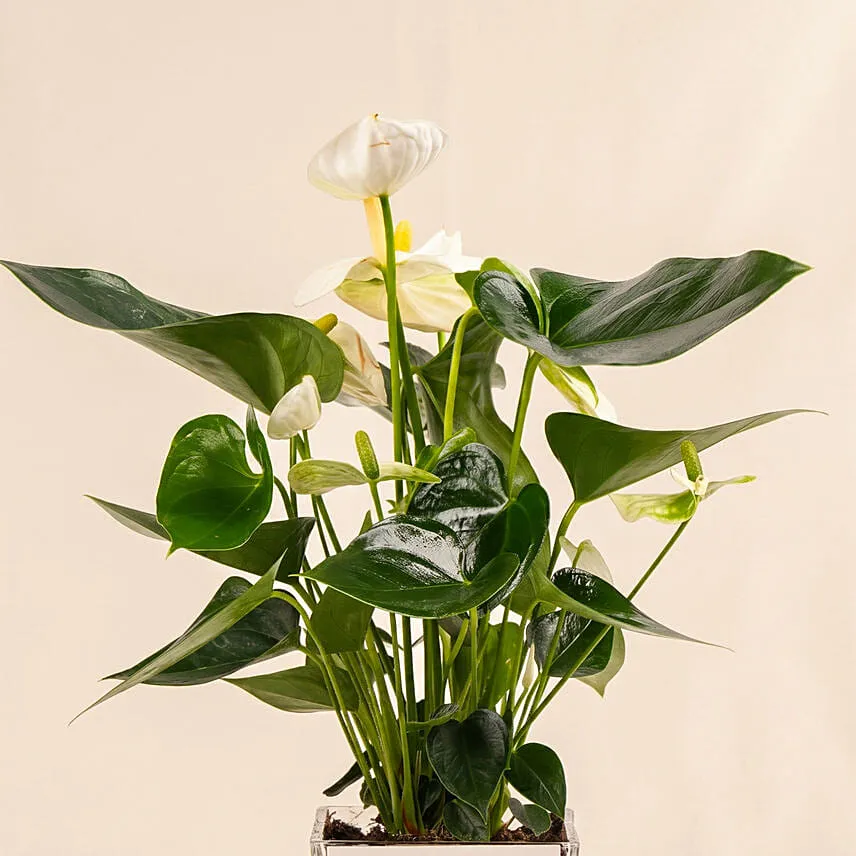 Thanks For Helping Me Grow - Fathers Day Plants