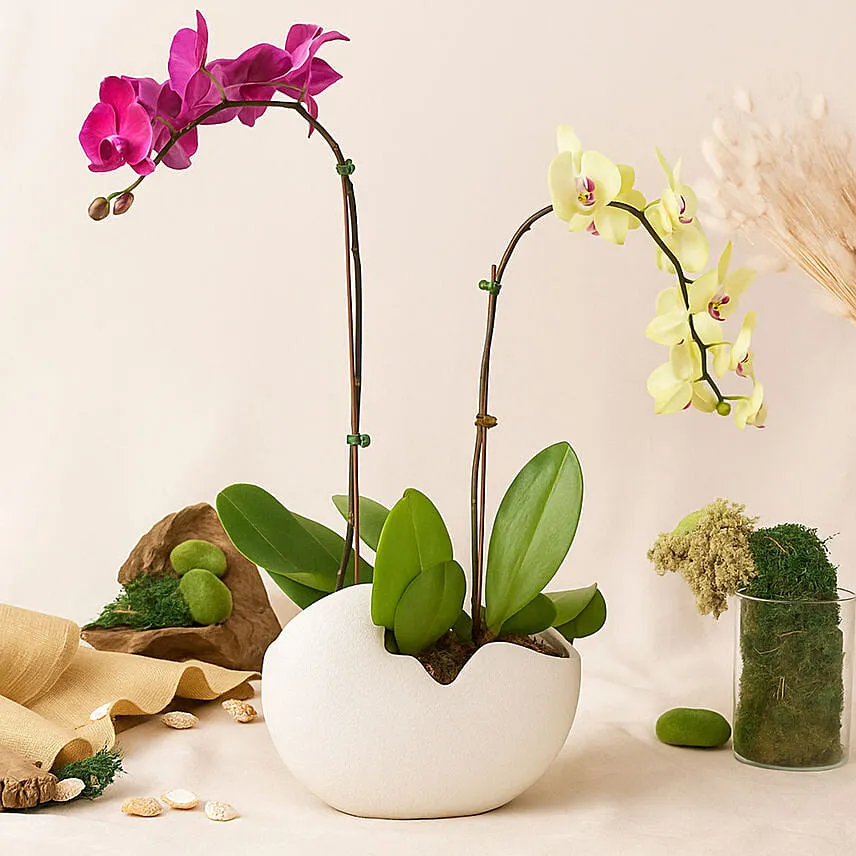 Mesmerizing Orchid Plants in Designer Base