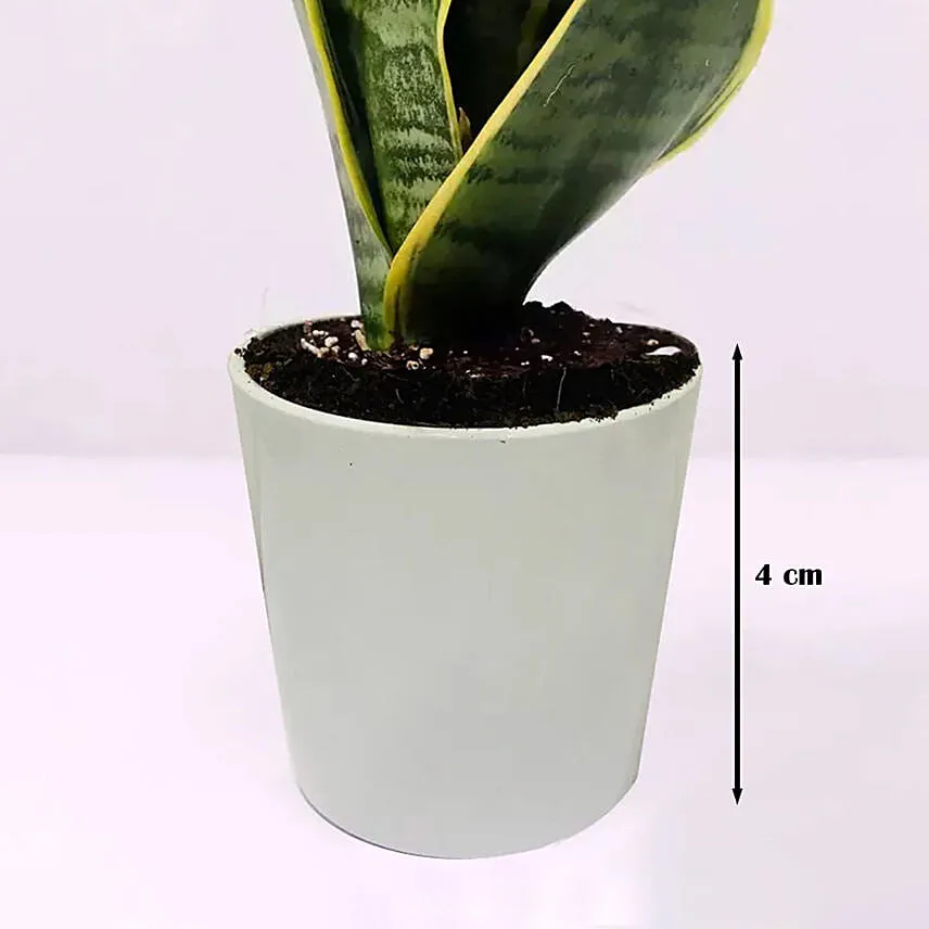 Sansevieria Plant In Plastic Pot