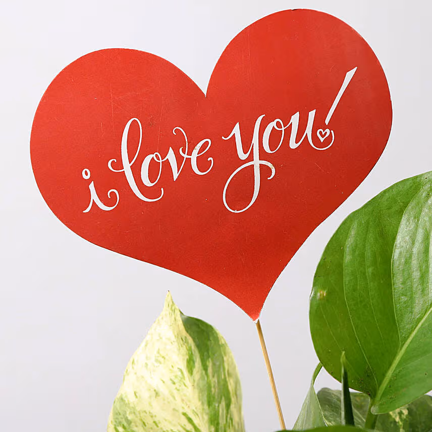 Love You Money Plant
