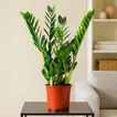 Zamioculcas Lucky Classic Indoor Plant - 60cm with 17cm Pot