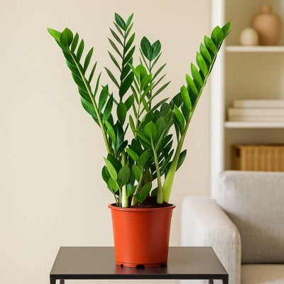 Zamioculcas Lucky Classic Indoor Plant - 60cm with 17cm Pot