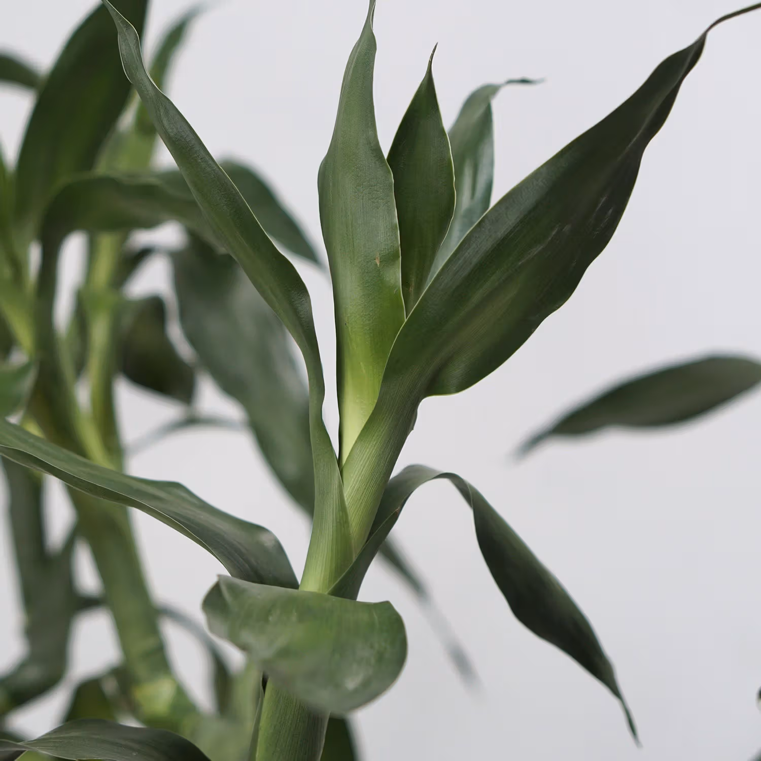 Elegant Bamboo Sticks in a Modern Glass Vase