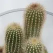 Elegant Cactus & Echeveria Succulent Fish Bowl Terrarium