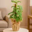 Monstera Obliqua with Jute Wrapped Pot - Add a Touch of Nature to Your Home