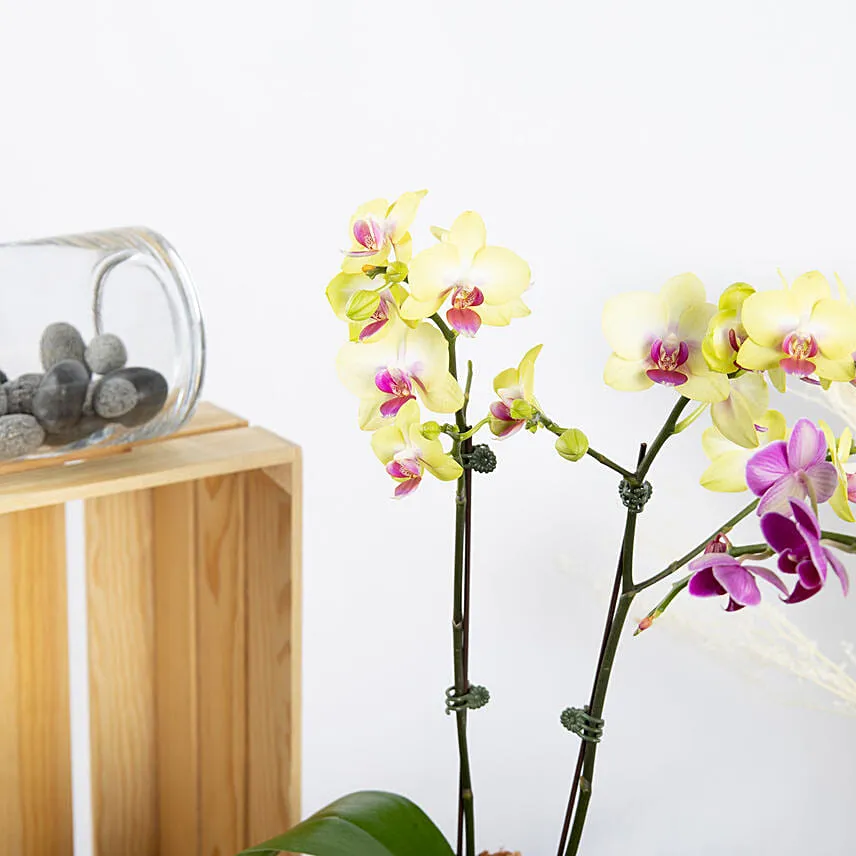 Yellow and Purple Phalaenopsis Plants