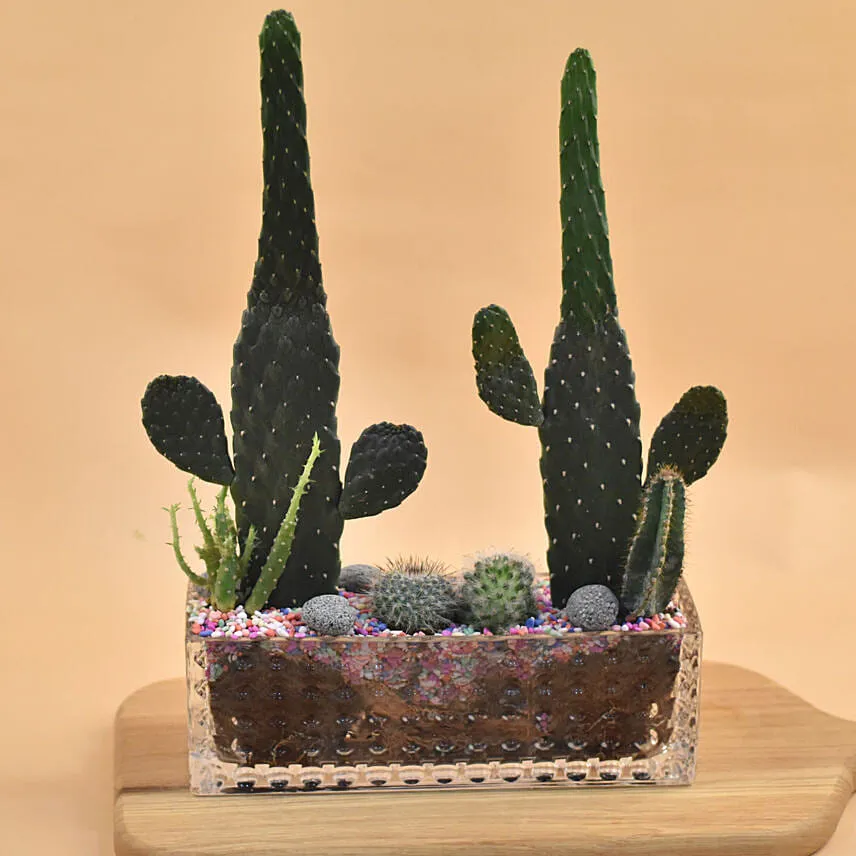 Succulents Rectangular Terrarium