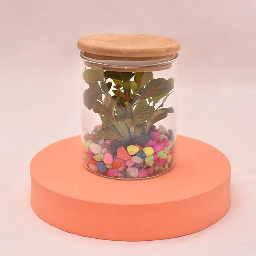 Impressive Fittonia In Glass Jar