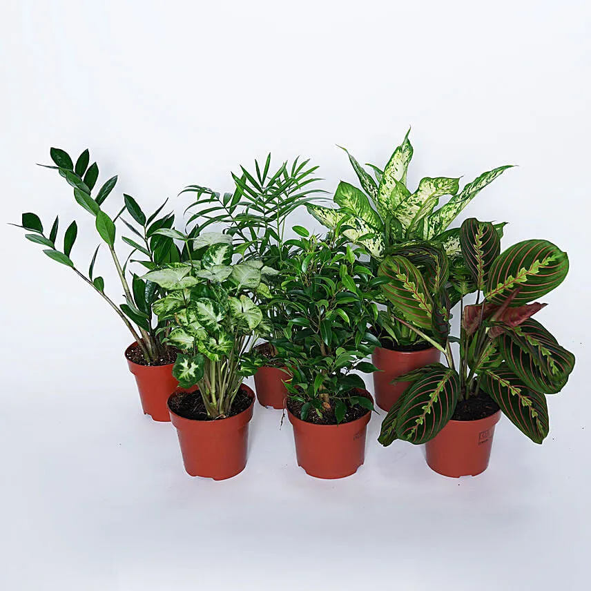 Airpurifying and Indoor Greens Combo