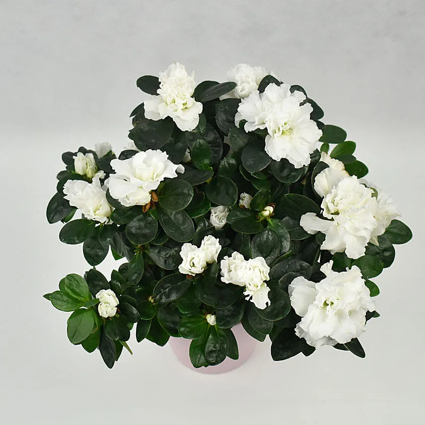 White Chrysanthemum Plant