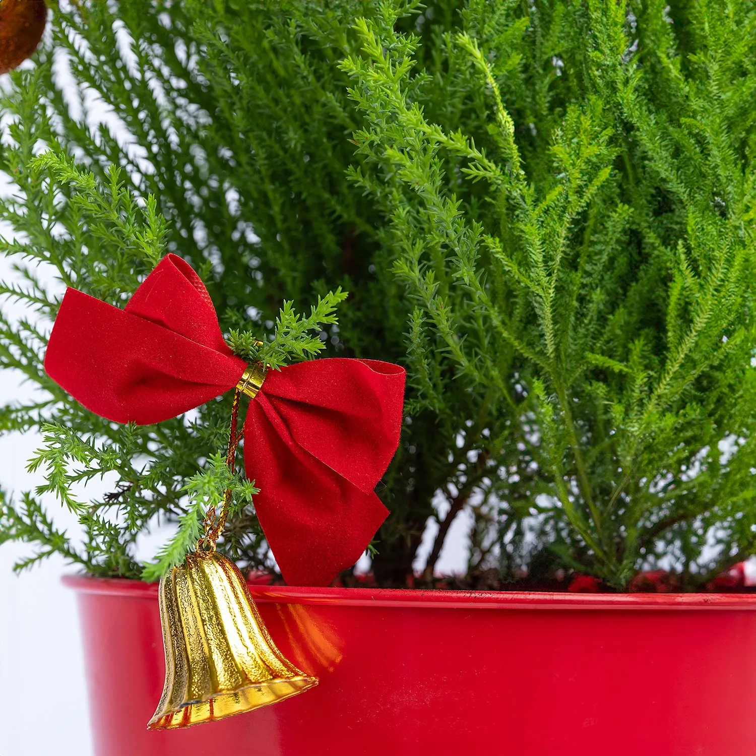 Festive Christmas Cupressus Goldcrest Wilma with Red Ikea Pot