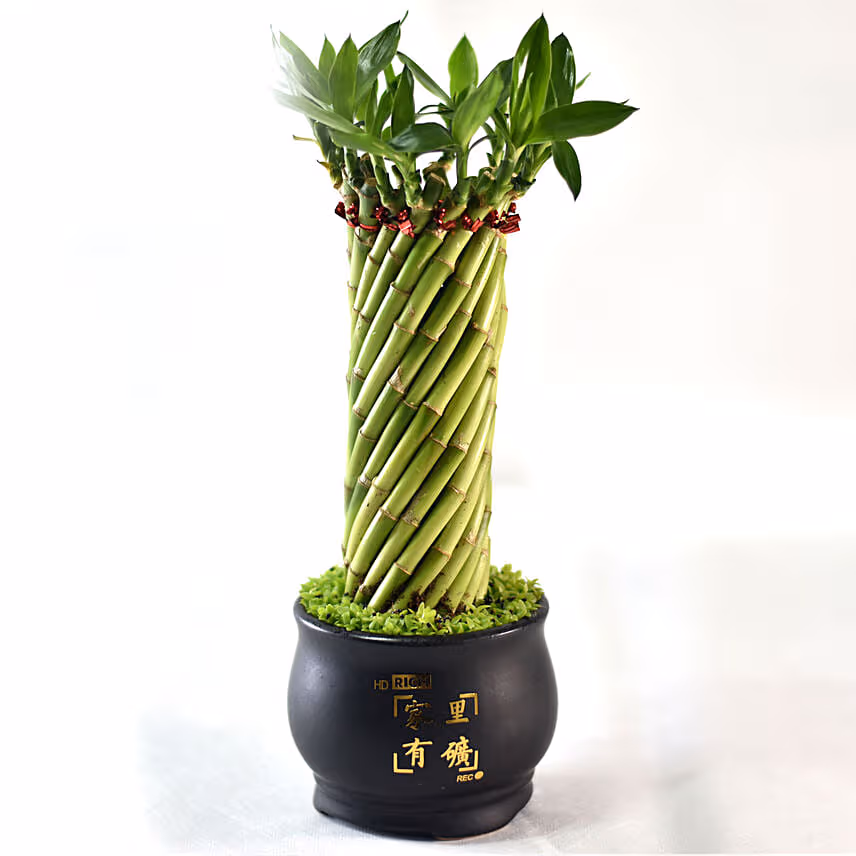Bamboo Plant In Cute Black Pot